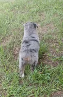 Clover, a female Australian Shepherd for sale in Dunnellon, FL – 6 of 9