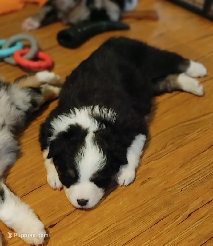 Jetta – Australian Shepherd puppy for sale in Dunnellon, FL