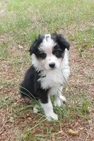 Calypso, a female Australian Shepherd for sale in Dunnellon, FL – 2 of 10