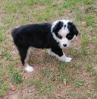 Calypso, a female Australian Shepherd for sale in Dunnellon, FL – 4 of 10