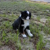 Cricket, a female Australian Shepherd for sale in Dunnellon, FL – 7 of 10