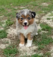 Bronco, a male Australian Shepherd for sale in Dunnellon, FL – 3 of 10