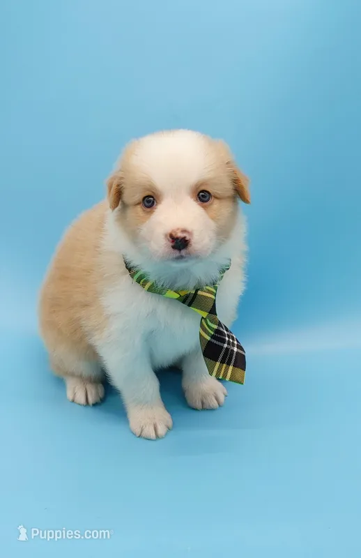 Jerry – Australian Shepherd puppy for sale in Dunnellon, FL