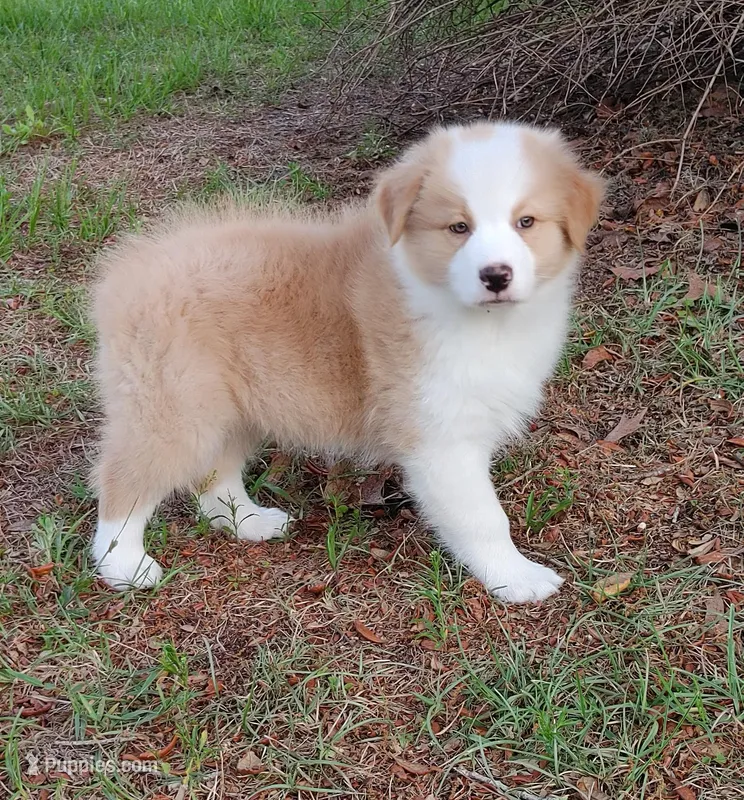 Jerry – Australian Shepherd puppy for sale in Dunnellon, FL