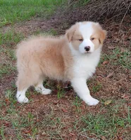 Jerry, a male Australian Shepherd for sale in Dunnellon, FL – 10 of 10