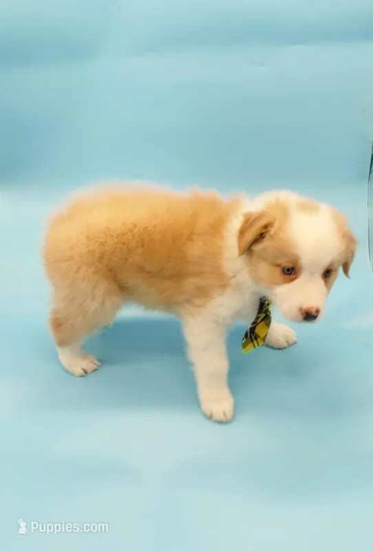 Jerry – Australian Shepherd puppy for sale in Dunnellon, FL