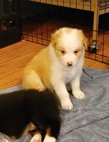 Jerry, a male Australian Shepherd for sale in Dunnellon, FL – Photo 1 of 3