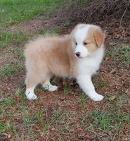 Jerry, a male Australian Shepherd for sale in Dunnellon, FL – 9 of 10