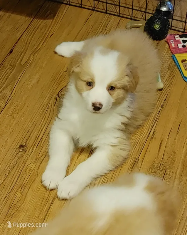 Jerry – Australian Shepherd puppy for sale in Dunnellon, FL