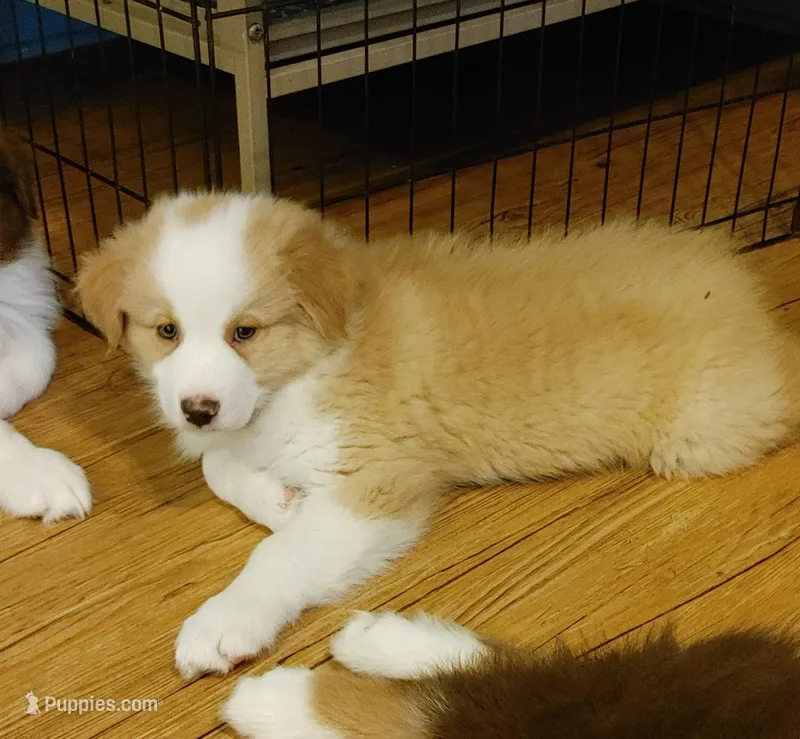Jerry – Australian Shepherd puppy for sale in Dunnellon, FL