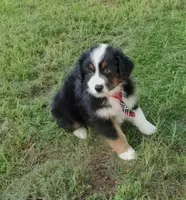 Butler, a male Australian Shepherd for sale in Dunnellon, FL – 8 of 10