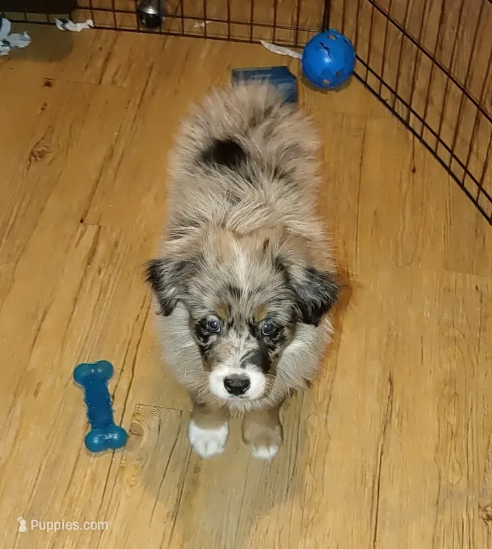 Clementine – Australian Shepherd puppy for sale in Dunnellon, FL