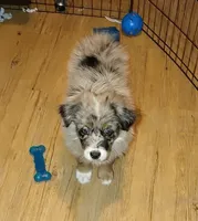 Clementine, a female Australian Shepherd for sale in Dunnellon, FL – 1 of 8