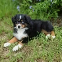 Beetle, a female Australian Shepherd for sale in Dunnellon, FL – 4 of 10