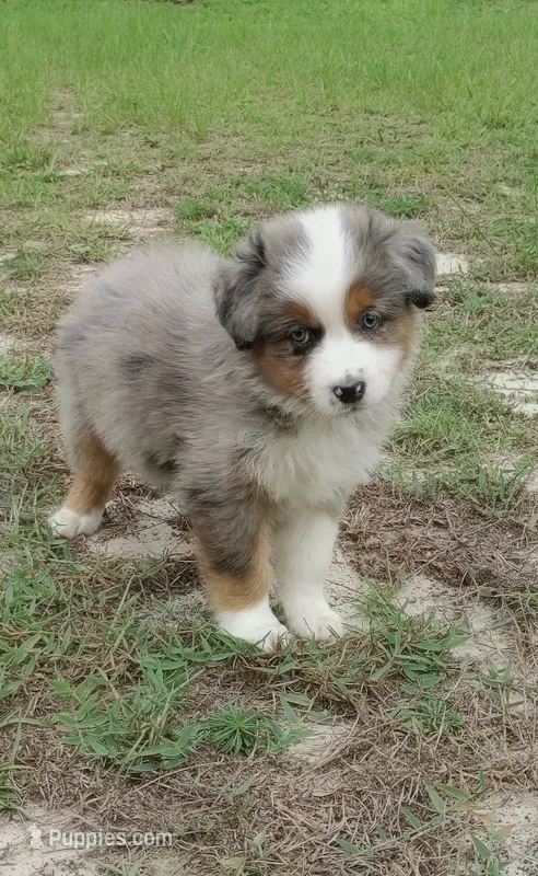 Breezy – Australian Shepherd puppy for sale in Dunnellon, FL