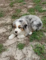Benny, a male Australian Shepherd for sale in Dunnellon, FL – 2 of 10