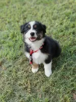 Butler, a male Australian Shepherd for sale in Dunnellon, FL – 6 of 10