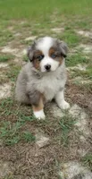 Breezy, a female Australian Shepherd for sale in Dunnellon, FL – 4 of 10