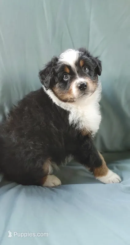 Nova – Australian Shepherd puppy for sale in Dunnellon, FL