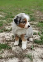 Benny, a male Australian Shepherd for sale in Dunnellon, FL – 5 of 10