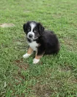 Beyonce, a female Australian Shepherd for sale in Dunnellon, FL – 10 of 10