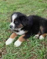 Beyonce, a female Australian Shepherd for sale in Dunnellon, FL – 9 of 10