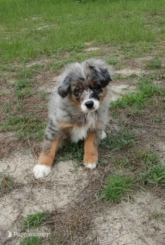 Clementine – Australian Shepherd puppy for sale in Dunnellon, FL