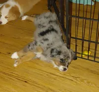 Clementine, a female Australian Shepherd for sale in Dunnellon, FL – 2 of 8