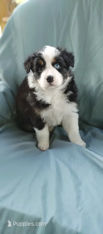 Jetta – Australian Shepherd puppy for sale in Dunnellon, FL
