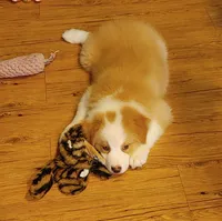 Jerry, a male Australian Shepherd for sale in Dunnellon, FL – 5 of 10