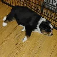 Nova, a female Australian Shepherd for sale in Dunnellon, FL – 2 of 2