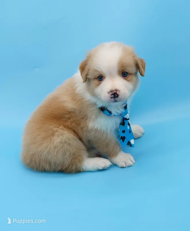 Jack – Australian Shepherd puppy for sale in Dunnellon, FL