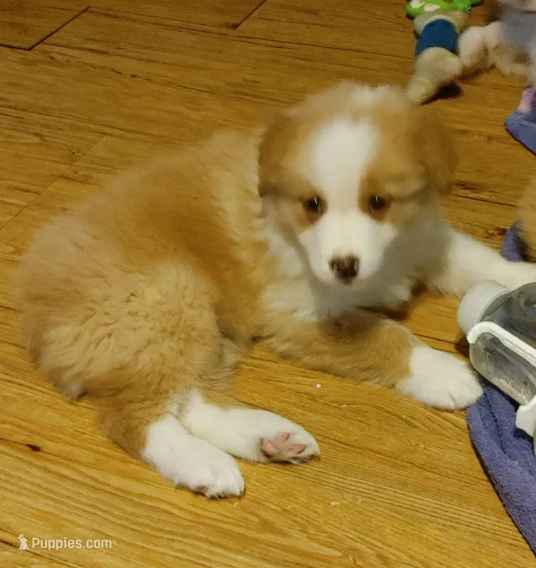 Jack – Australian Shepherd puppy for sale in Dunnellon, FL