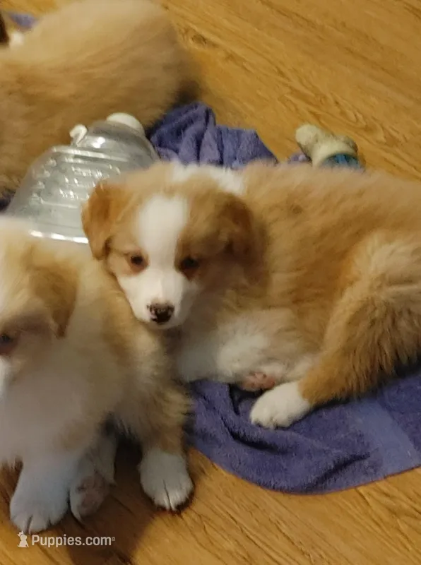 Jack – Australian Shepherd puppy for sale in Dunnellon, FL