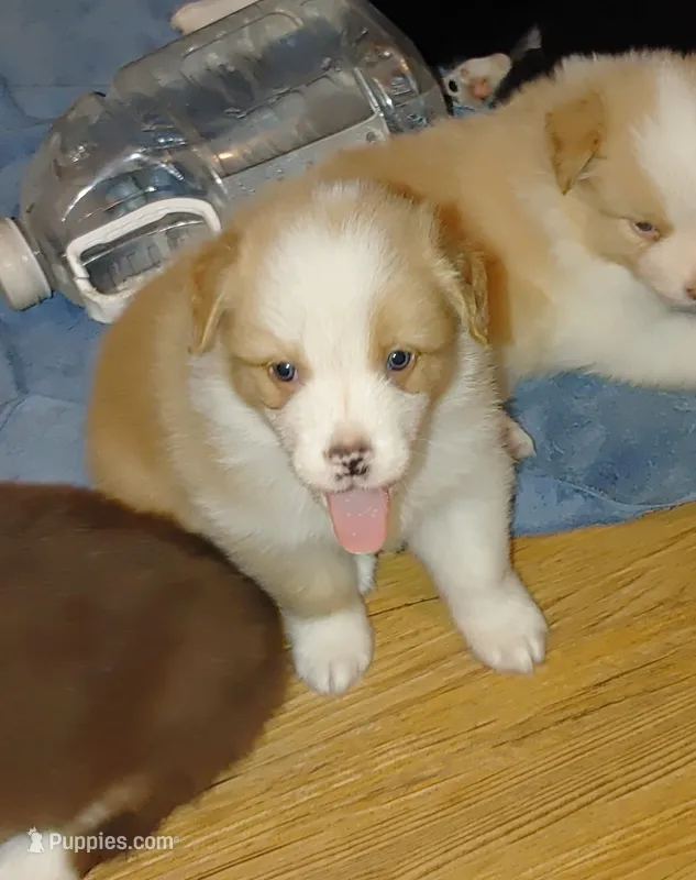 Jack – Australian Shepherd puppy for sale in Dunnellon, FL