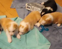 Jack, a male Australian Shepherd for sale in Dunnellon, FL – Photo 2 of 2