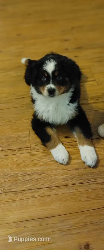 Nova – Australian Shepherd puppy for sale in Dunnellon, FL