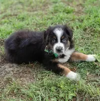 Beyonce, a female Australian Shepherd for sale in Dunnellon, FL – 3 of 10