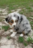 Benny, a male Australian Shepherd for sale in Dunnellon, FL – 4 of 10