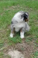 Beauty, a male Australian Shepherd for sale in Dunnellon, FL – 5 of 10