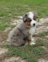 Breezy, a female Australian Shepherd for sale in Dunnellon, FL – 10 of 10