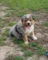 Bronco, a male Australian Shepherd for sale in Dunnellon, FL – 7 of 10