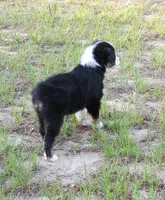 Cricket, a female Australian Shepherd for sale in Dunnellon, FL – 10 of 10