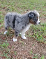 Clover, a female Australian Shepherd for sale in Dunnellon, FL – 7 of 9