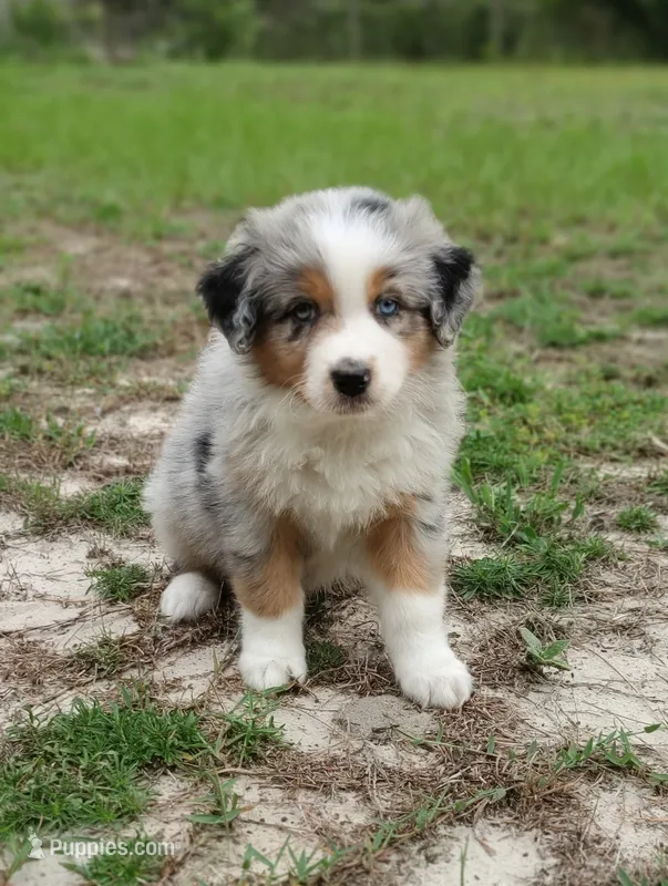 Benny – Australian Shepherd puppy for sale in Dunnellon, FL