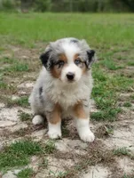 Benny, a male Australian Shepherd for sale in Dunnellon, FL – 8 of 10