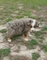 Breezy, a female Australian Shepherd for sale in Dunnellon, FL – 6 of 10