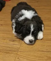 Porcha, a female Australian Shepherd for sale in Dunnellon, FL – 2 of 3