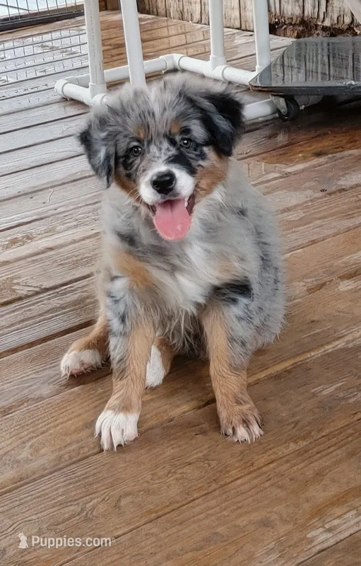 Clementine – Australian Shepherd puppy for sale in Dunnellon, FL