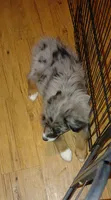 Clementine, a female Australian Shepherd for sale in Dunnellon, FL – 7 of 8